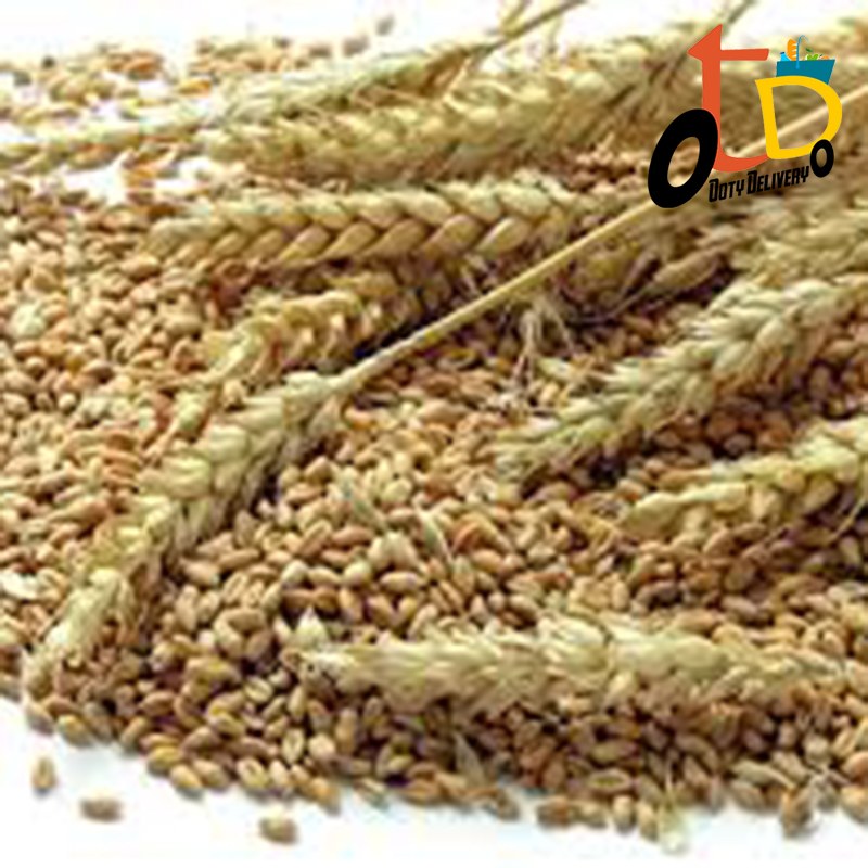 Kothumai - Wheat (கோதுமை)